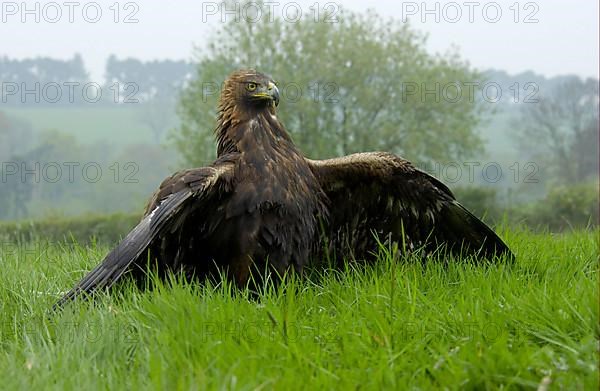 Golden eagle