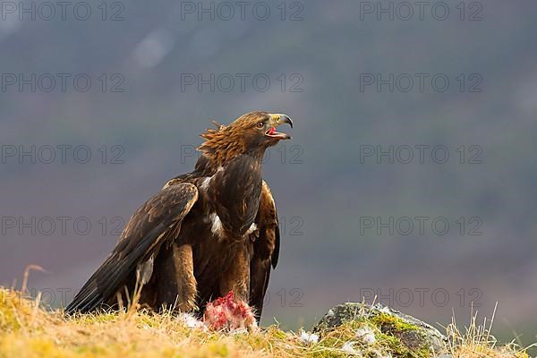 Golden eagle