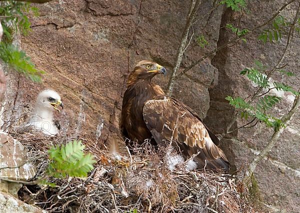 Golden Eagle