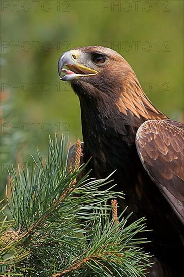 Golden eagle