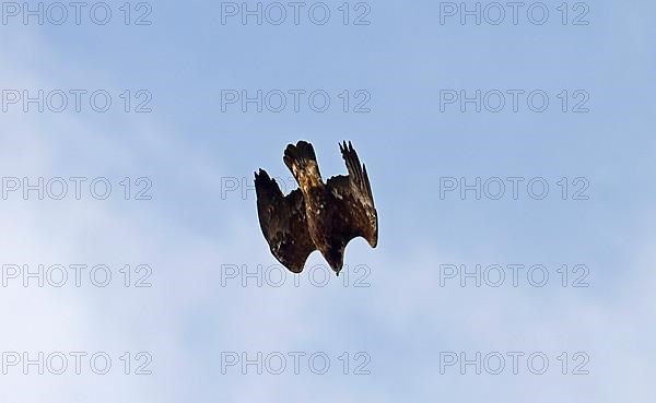 Golden eagle