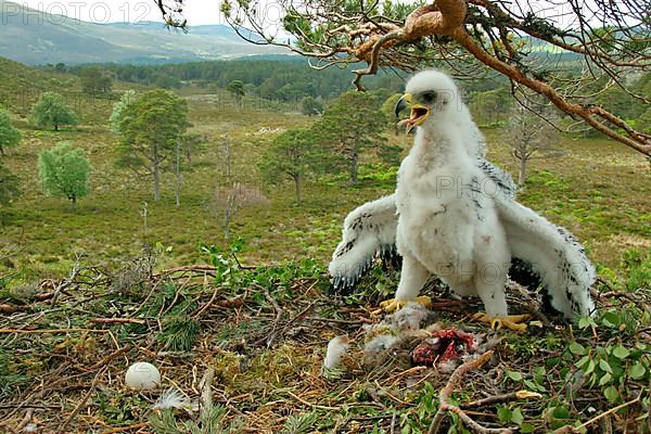 Golden eagle