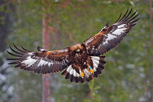 Golden eagle
