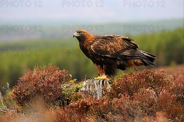 Golden eagle