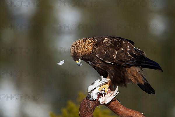 Golden eagle