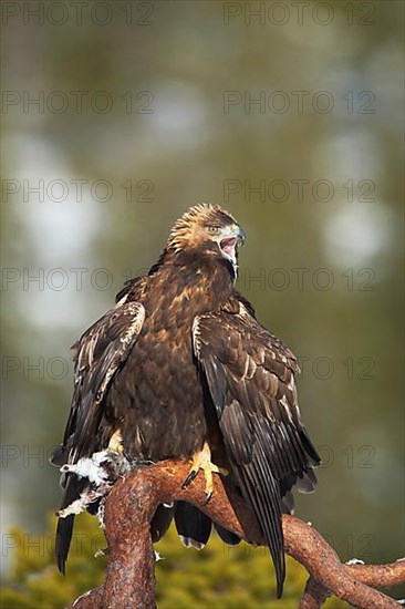 Golden eagle