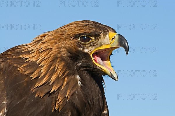 Golden Eagle