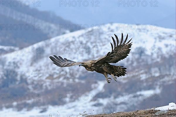 Golden eagle