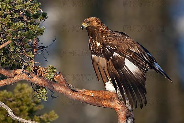 Golden Eagle