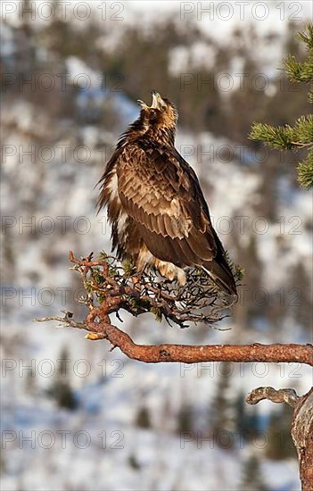 Golden Eagle