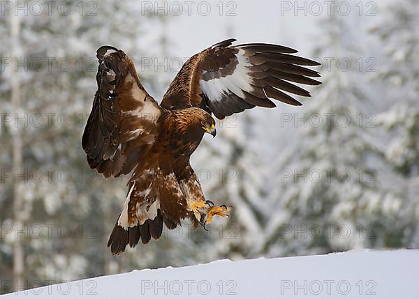 Golden eagle