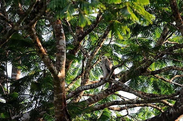 Young american harpy eagle