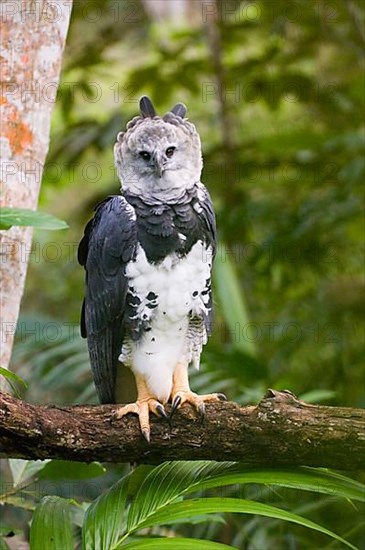 American harpy eagle