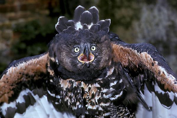 Crowned eagle