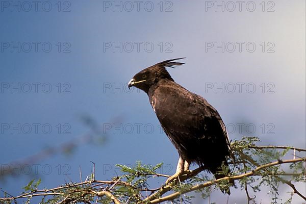 Long-crested eagle