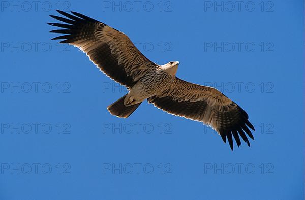 Eastern imperial eagle