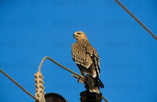 Eastern imperial eagle