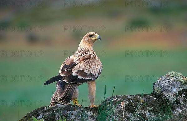 Spanish imperial eagle