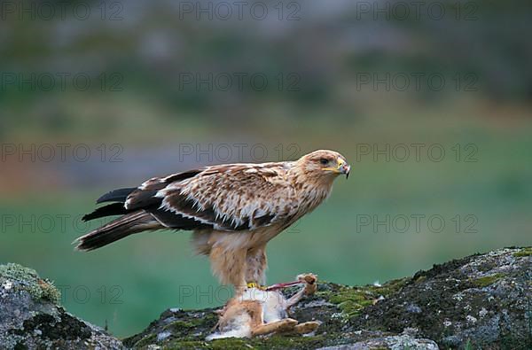 Spanish imperial eagle