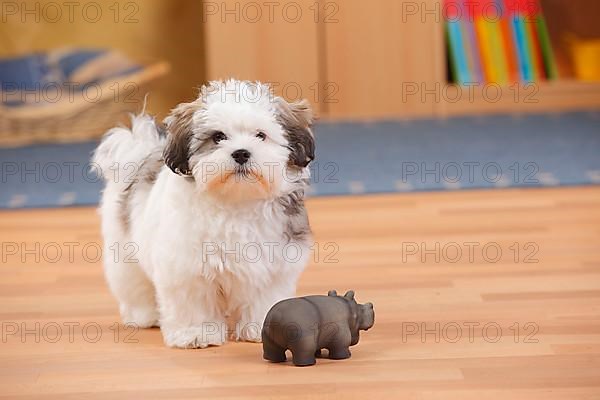 Mixed breed dog