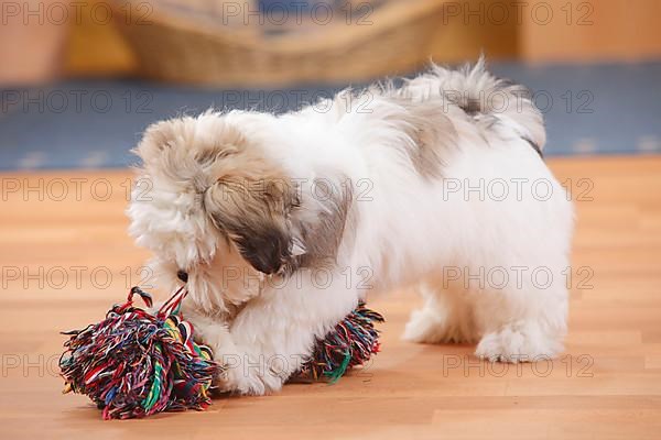 Mixed breed dog