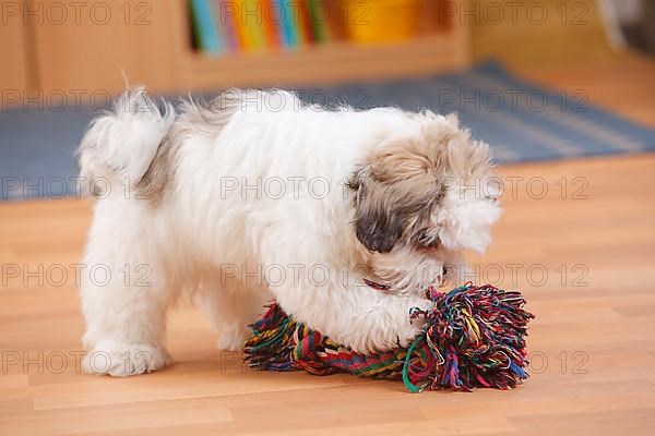 Mixed breed dog