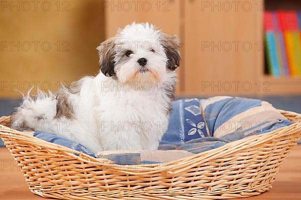 Mixed breed dog