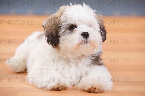 Mixed breed dog