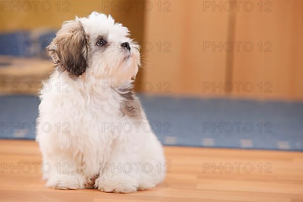 Mixed breed dog