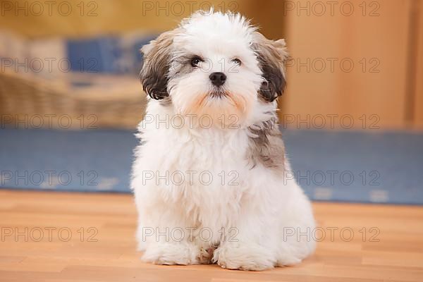 Mixed breed dog