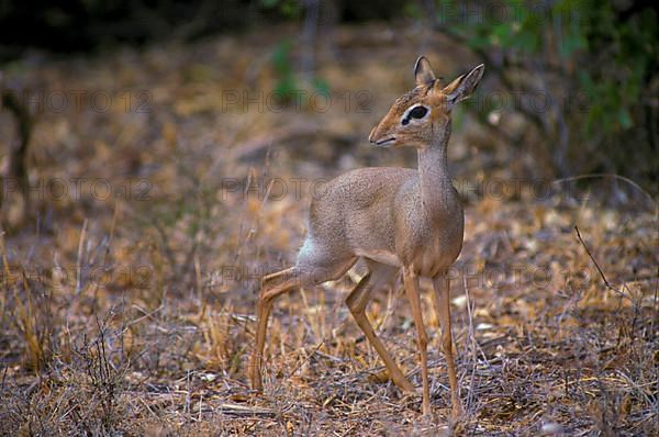 Antelope