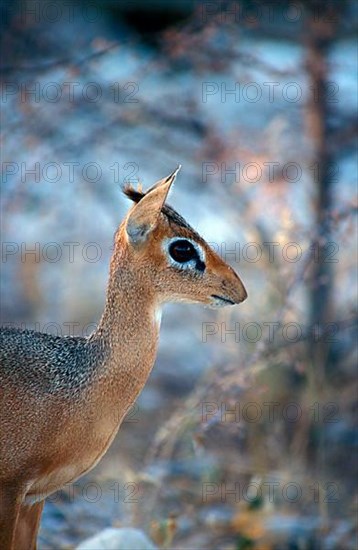 Kirk's Dik kirk's dik-dik