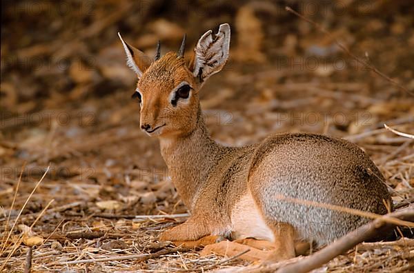 Kirk's Dik kirk's dik-dik