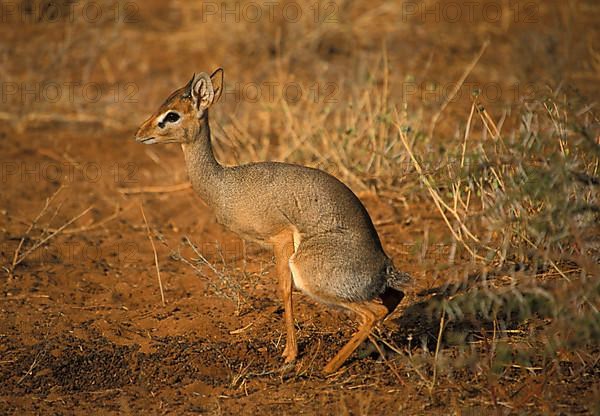 Kirk's Dik kirk's dik-dik