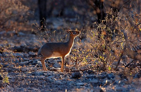 Kirk's kirk's dik-dik