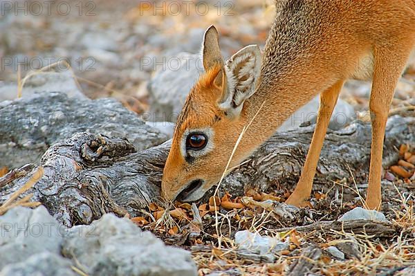 Kirk's kirk's dik-dik