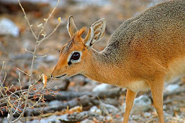 Kirk's kirk's dik-dik