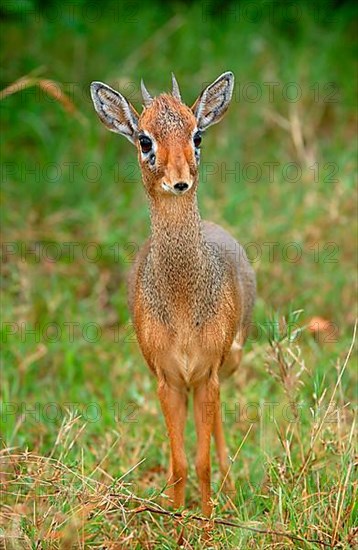 Kirk's kirk's dik-dik