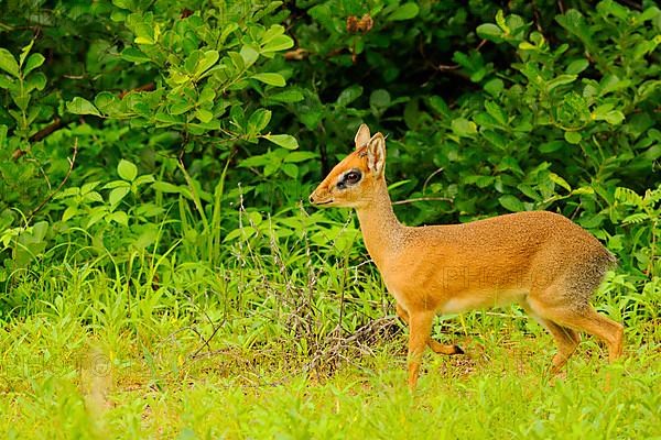 Kirk's kirk's dik-dik