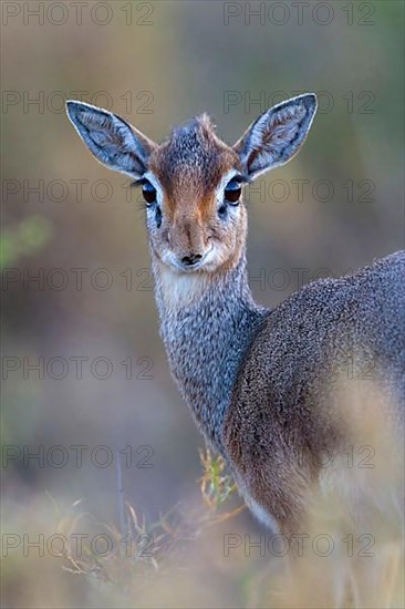 Kirk's kirk's dik-dik