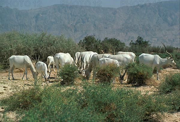 Addax