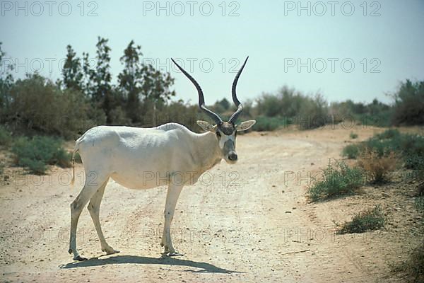 Addax