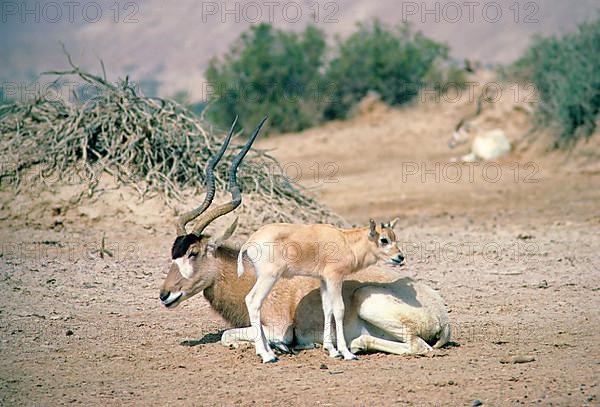 Addax