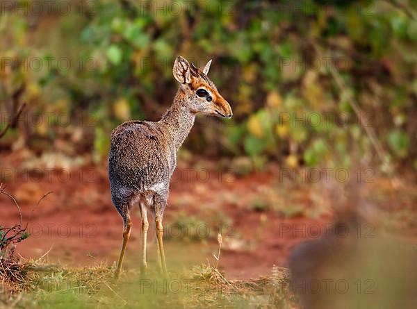 Guenther's dik-dik