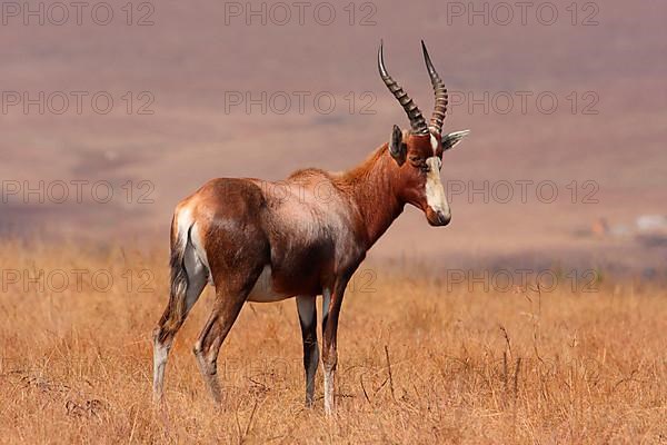 Blesbok