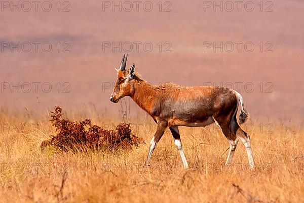 Blesbok