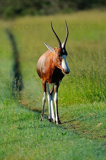 Blesbok