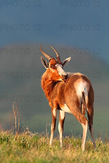 Blesbok