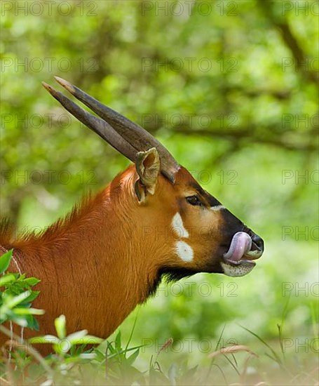 Eastern bongo