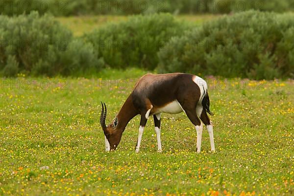 Bontebok